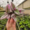Pink Tradescantia Live Plant - 4 Inch Pot - Vibrant Pink Tricolor Foliage for Indoors - Image 1