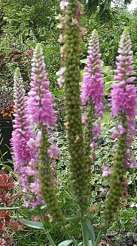 Pink Veronica Longifolia, 101 Seeds, Long Leaf Speedwell, Hardy USA Seller - Image 2