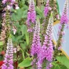 Pink Veronica Longifolia, 101 Seeds, Long Leaf Speedwell, Hardy USA Seller - Image 1