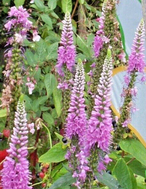 Pink Veronica Longifolia, 101 Seeds, Long Leaf Speedwell, Hardy USA Seller - Image 1