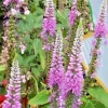 Pink Veronica Longifolia Seeds - 160 Long Leaf Speedwell Perennial - Image 1