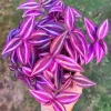 Pink Wandering Jew Live Plant - 3-inch Pot - Colorful Trailing Houseplant - Image 1