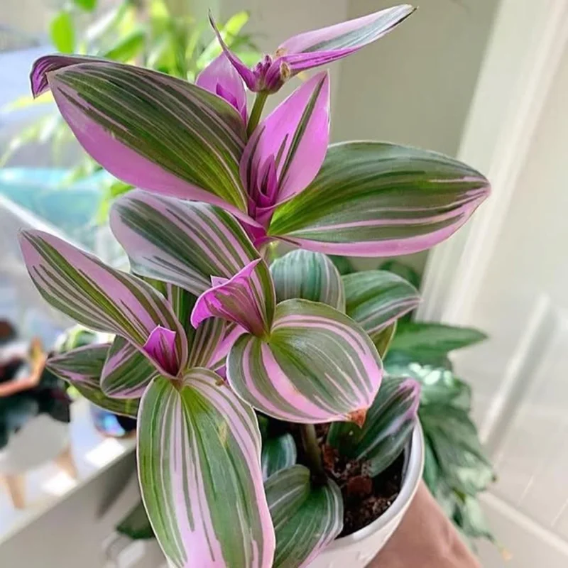 Pink Wandering Jew Live Plant - Tradescantia Nanouk Indoor Houseplant Pink Wandering Jew Live Plant - Tradescantia Nanouk Indoor Houseplant - Image 2