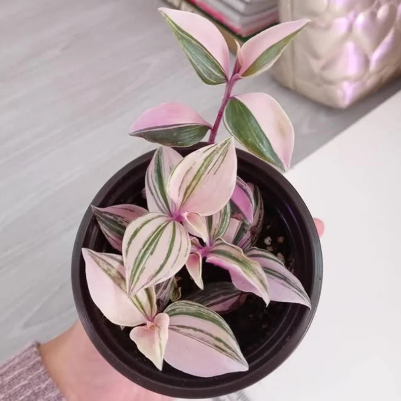 Pink Wandering Jew Live Plant - Tradescantia Nanouk Indoor Houseplant Pink Wandering Jew Live Plant - Tradescantia Nanouk Indoor Houseplant - Image 3