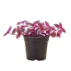 Pink Wandering Jew Live Plant - Tradescantia Nanouk Indoor Houseplant - Image 1