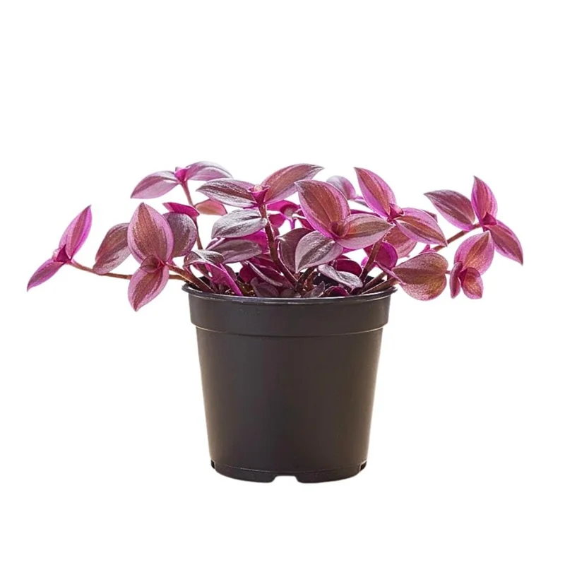 Pink Wandering Jew Live Plant - Tradescantia Nanouk Indoor Houseplant Pink Wandering Jew Live Plant - Tradescantia Nanouk Indoor Houseplant - Image 1