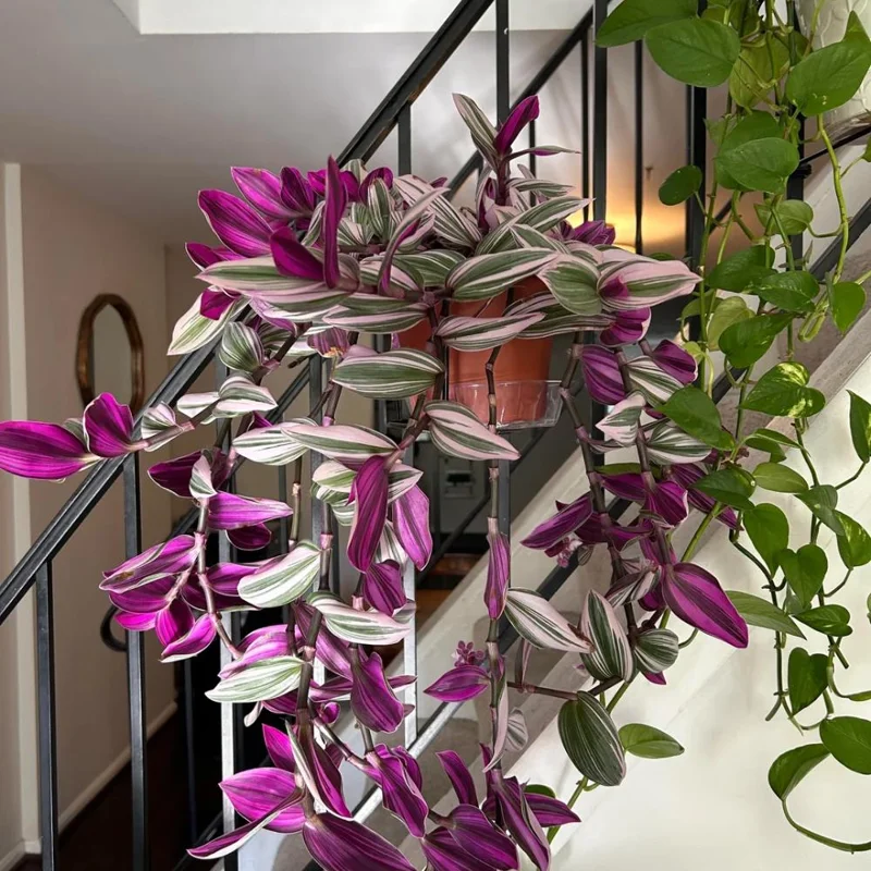 Pink Wandering Jew Live Plant - Tradescantia Nanouk Indoor Houseplant Pink Wandering Jew Live Plant - Tradescantia Nanouk Indoor Houseplant - Image 4