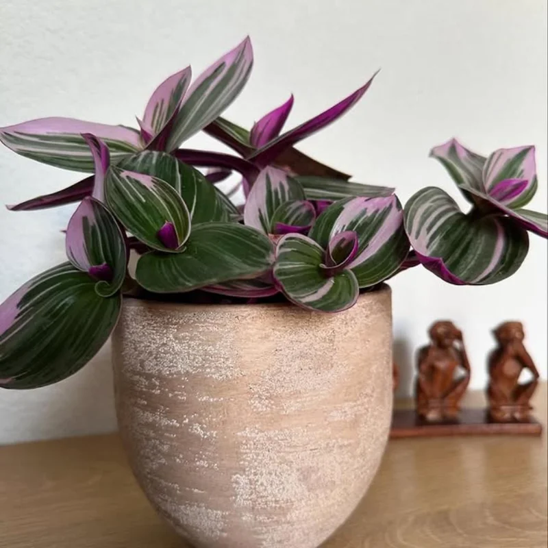 Pink Wandering Jew Live Plant - Tradescantia Nanouk Indoor Houseplant Pink Wandering Jew Live Plant - Tradescantia Nanouk Indoor Houseplant - Image 5
