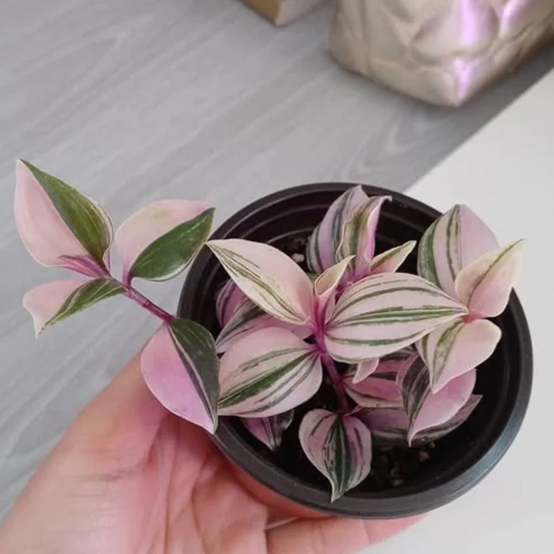 Pink Wandering Jew Live Plant - Tradescantia Nanouk Indoor Houseplant Pink Wandering Jew Live Plant - Tradescantia Nanouk Indoor Houseplant - Image 7