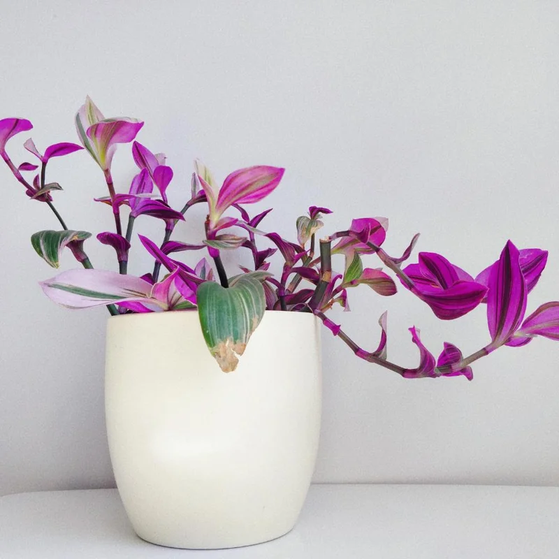 Pink Wandering Jew Live Plant - Tradescantia Nanouk Indoor Houseplant Pink Wandering Jew Live Plant - Tradescantia Nanouk Indoor Houseplant - Image 8