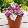 Pink Wandering Jew Live Plant - Tradescantia Nanouk - 4-7 inches Tall - 4 inch Pot Pink Wandering Jew Live Plant - Tradescantia Nanouk - 4-7 inches Tall - 4 inch Pot - Image 1
