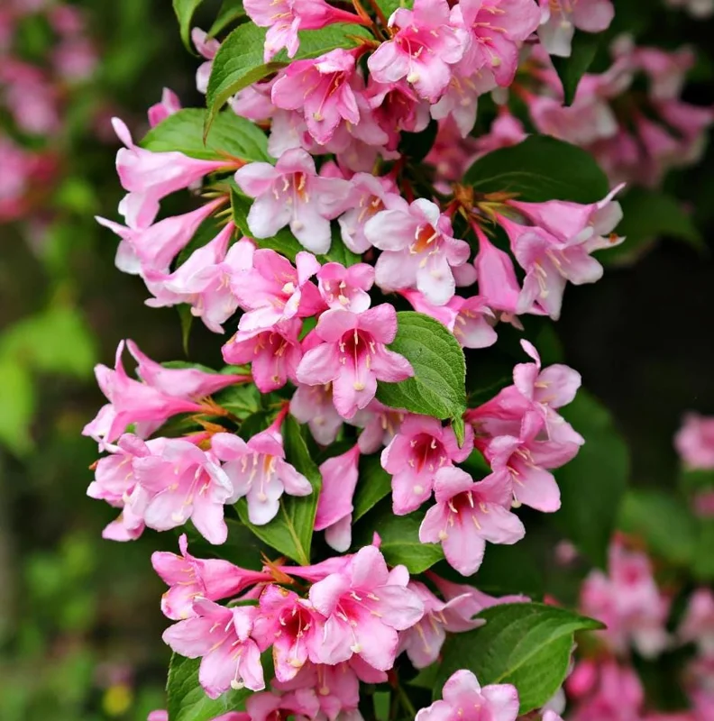 Pink Weigela Live Plant 6-12 Inch Tall, Quart Pot, Outdoor Shrub Pink Weigela Live Plant 6-12 Inch Tall, Quart Pot, Outdoor Shrub - Image 1