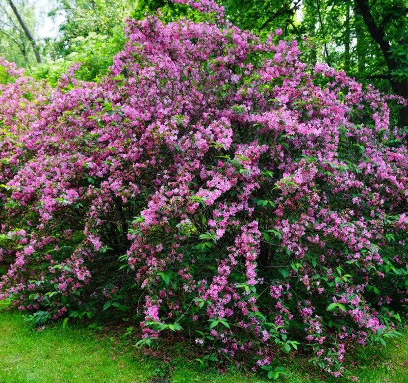Pink Weigela Live Plant 6-12 Inch Tall, Quart Pot, Outdoor Shrub Pink Weigela Live Plant 6-12 Inch Tall, Quart Pot, Outdoor Shrub - Image 2