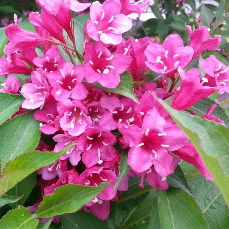 Pink Weigela Live Plant 6-12 Inch Tall, Quart Pot, Outdoor Shrub Pink Weigela Live Plant 6-12 Inch Tall, Quart Pot, Outdoor Shrub - Image 3