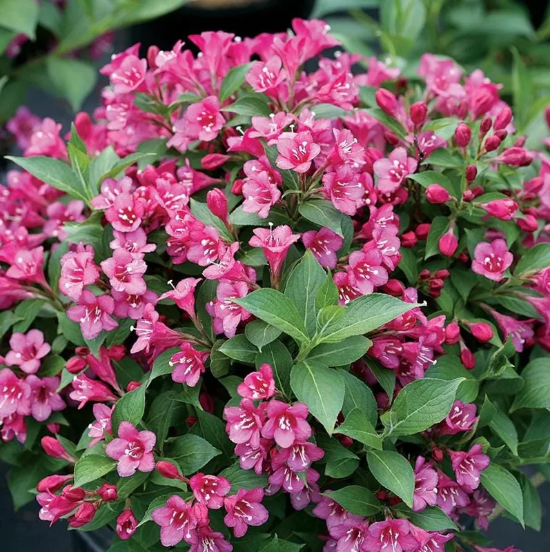 Pink Weigela Live Plant 6-12 Inch Tall, Quart Pot, Outdoor Shrub Pink Weigela Live Plant 6-12 Inch Tall, Quart Pot, Outdoor Shrub - Image 4