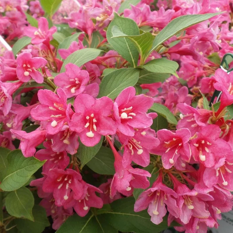 Pink Weigela Live Plant 6-12 Inch Tall, Quart Pot, Outdoor Shrub Pink Weigela Live Plant 6-12 Inch Tall, Quart Pot, Outdoor Shrub - Image 5