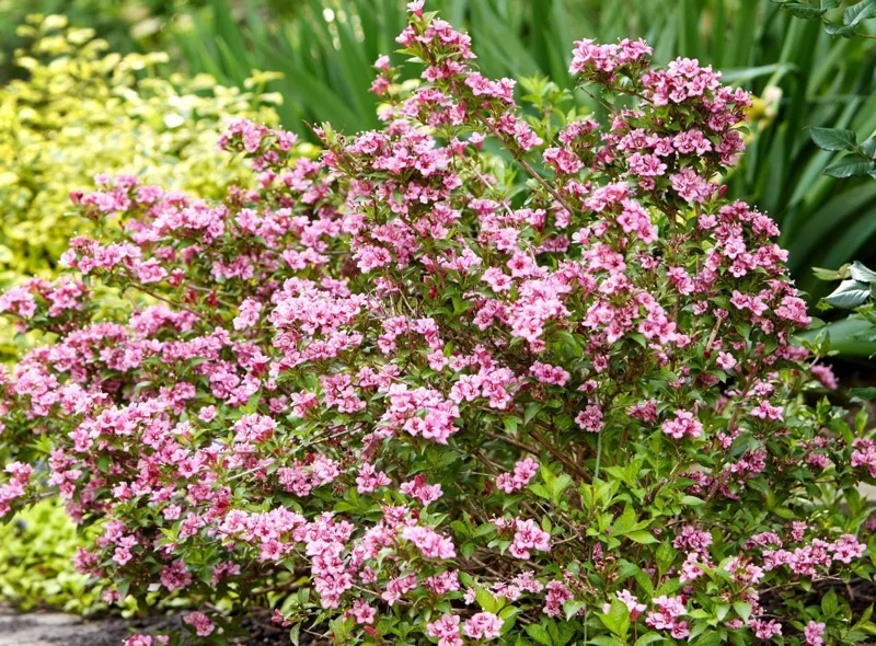Pink Weigela Live Plant 6-12 Inch Tall, Quart Pot, Outdoor Shrub Pink Weigela Live Plant 6-12 Inch Tall, Quart Pot, Outdoor Shrub - Image 6