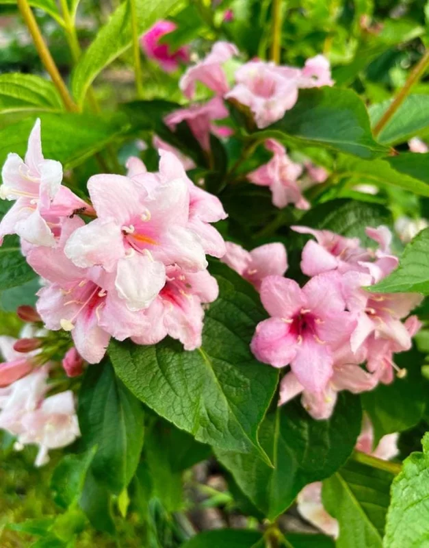 Pink Weigela Live Plant 6-12 Inch Tall, Quart Pot, Outdoor Shrub Pink Weigela Live Plant 6-12 Inch Tall, Quart Pot, Outdoor Shrub - Image 7