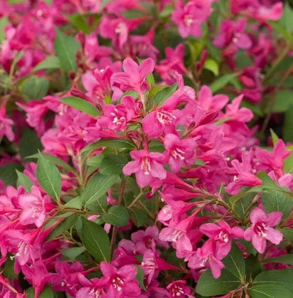 Pink Weigelia Live Plant – Deciduous Shrub – 6-12 Inch Tall – 4 Inch Pot – Outdoor Pink Weigelia Live Plant – Deciduous Shrub – 6-12 Inch Tall – 4 Inch Pot – Outdoor - Image 2