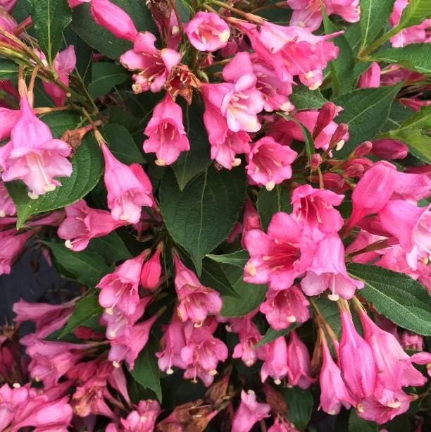 Pink Weigelia Live Plant – Deciduous Shrub – 6-12 Inch Tall – 4 Inch Pot – Outdoor Pink Weigelia Live Plant – Deciduous Shrub – 6-12 Inch Tall – 4 Inch Pot – Outdoor - Image 3