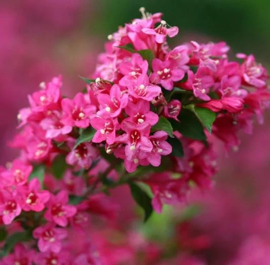 Pink Weigelia Live Plant – Deciduous Shrub – 6-12 Inch Tall – 4 Inch Pot – Outdoor Pink Weigelia Live Plant – Deciduous Shrub – 6-12 Inch Tall – 4 Inch Pot – Outdoor - Image 4