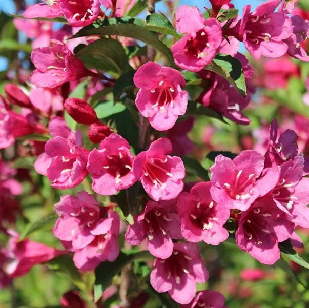 Pink Weigelia Live Plant – Deciduous Shrub – 6-12 Inch Tall – 4 Inch Pot – Outdoor Pink Weigelia Live Plant – Deciduous Shrub – 6-12 Inch Tall – 4 Inch Pot – Outdoor - Image 6