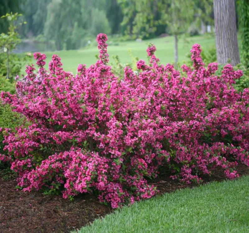 Pink Weigelia Live Plant – Deciduous Shrub – 6-12 Inch Tall – 4 Inch Pot – Outdoor Pink Weigelia Live Plant – Deciduous Shrub – 6-12 Inch Tall – 4 Inch Pot – Outdoor - Image 7