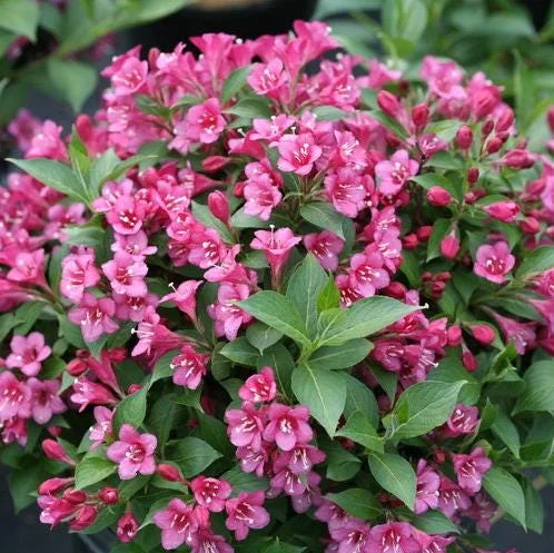 Pink Weigelia Live Plant – Deciduous Shrub – 6-12 Inch Tall – 4 Inch Pot – Outdoor Pink Weigelia Live Plant – Deciduous Shrub – 6-12 Inch Tall – 4 Inch Pot – Outdoor - Image 8