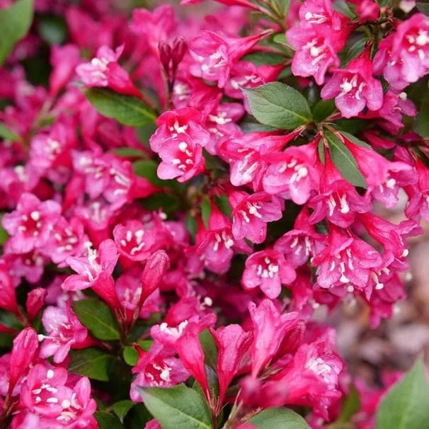 Pink Weigelia Live Plant – Deciduous Shrub – 6-12 Inch Tall – 4 Inch Pot – Outdoor Pink Weigelia Live Plant – Deciduous Shrub – 6-12 Inch Tall – 4 Inch Pot – Outdoor - Image 1