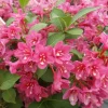 Pink Weigelia Live Plants Set of 2, 6-12 Inch Tall, 4 Inch Pot - Outdoor Shrub - Image 1