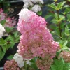 Pink White Hydrangea Paniculata Live Plant – Fragrant Shrub – Starter Plant 7-9 Inch Tall - Image 1