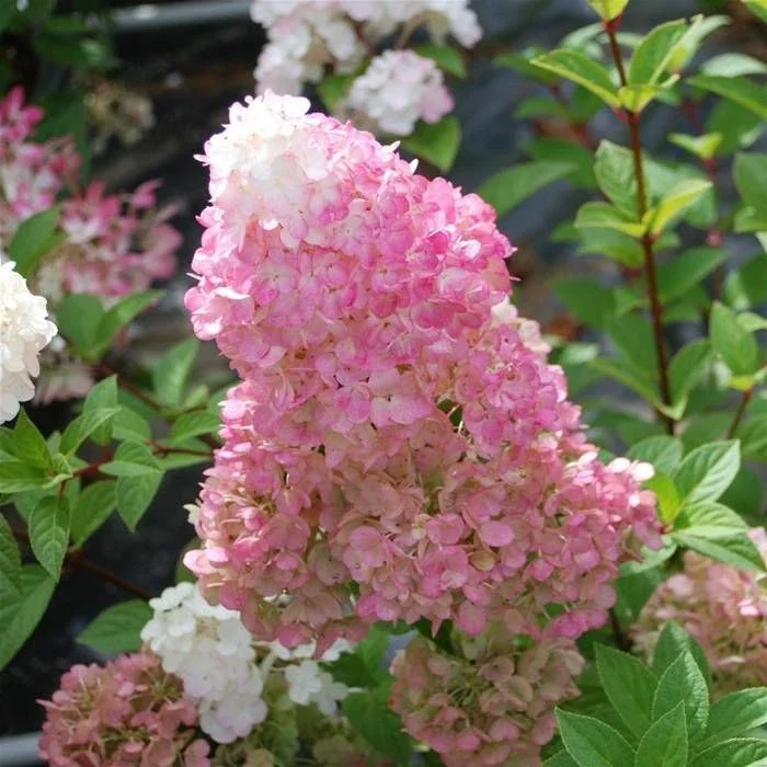 Pink White Hydrangea Paniculata Live Plant – Fragrant Shrub – Starter Plant 7-9 Inch Tall - Image 1