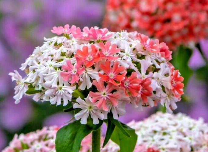Pink & White Lychnis Chalcedonia Flower Seeds - 200 Count, Perennial - Image 1