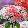 Pink & White Lychnis Chalcedonia Seeds - 100 Rare Flower Seeds, Perennial - Image 1