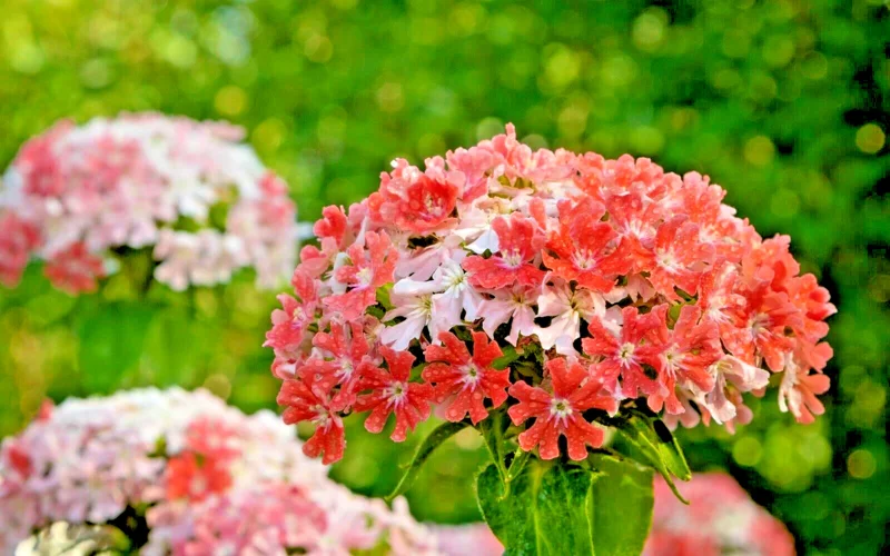 Pink & White Maltice Cross Lychnis Chalcedonica Flower Seeds - 100 Seeds, Perennial - Image 2