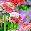 Pink & White Maltice Cross Lychnis Chalcedonica Flower Seeds - 100 Seeds, Perennial - Image 1