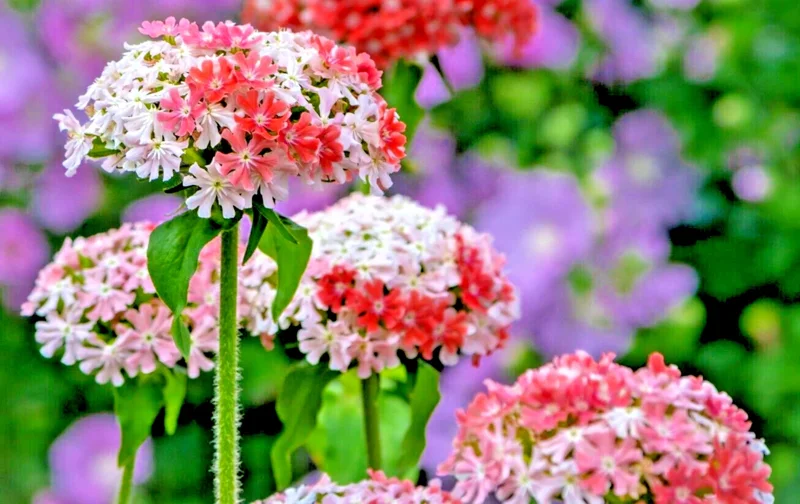 Pink & White Maltice Cross Lychnis Chalcedonica Flower Seeds - 100 Seeds, Perennial - Image 1