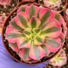 Pink Witch Aeonium Live Plant – Rare Succulent – 4 Inch Pot – Indoor/Outdoor Pink Witch Aeonium Live Plant – Rare Succulent – 4 Inch Pot – Indoor/Outdoor - Image 1