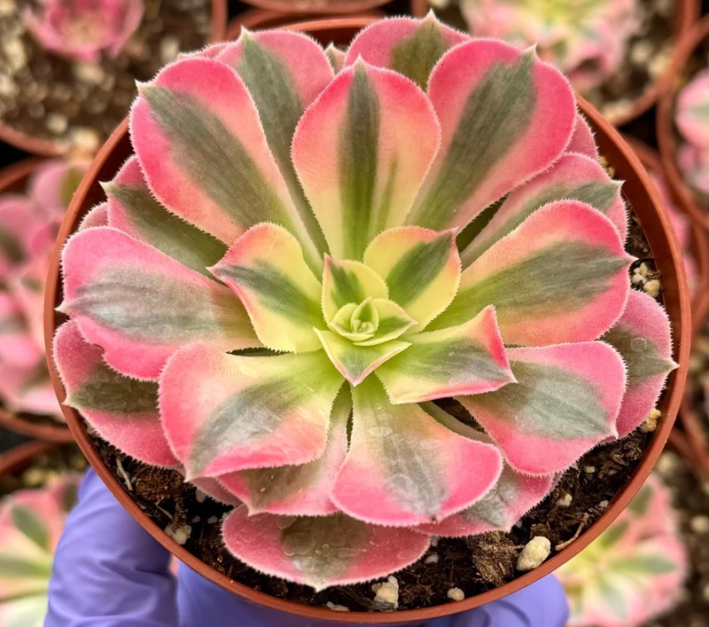 Pink Witch Aeonium Live Plant – Rare Succulent in 4 Inch Pot Pink Witch Aeonium Live Plant – Rare Succulent in 4 Inch Pot - Image 2