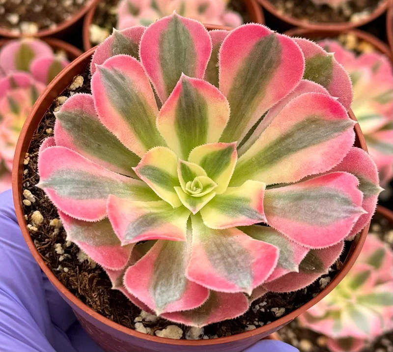 Pink Witch Aeonium Live Plant – Rare Succulent in 4 Inch Pot Pink Witch Aeonium Live Plant – Rare Succulent in 4 Inch Pot - Image 3