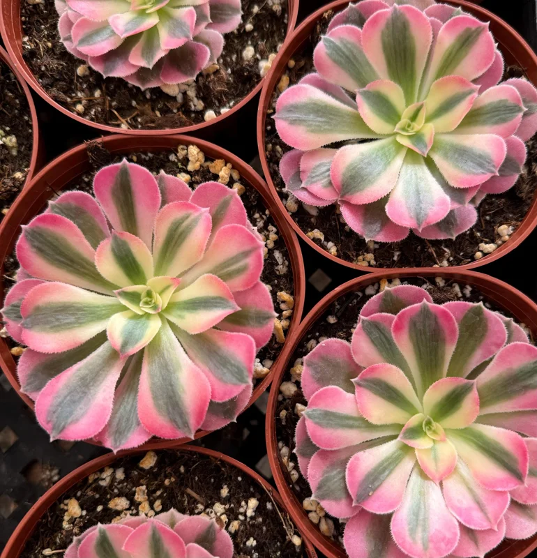 Pink Witch Aeonium Live Plant – Rare Succulent in 4 Inch Pot Pink Witch Aeonium Live Plant – Rare Succulent in 4 Inch Pot - Image 4