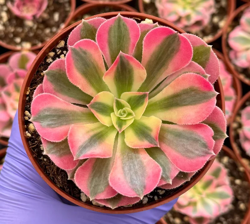 Pink Witch Aeonium Live Plant – Rare Succulent in 4 Inch Pot Pink Witch Aeonium Live Plant – Rare Succulent in 4 Inch Pot - Image 1