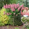 Pinky Winky Hydrangea Live Plant – 4 inch Pot, 1 Year Old – Outdoor Shrub - Image 1