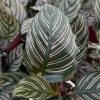 Pinstripe Calathea Ornata Live Plant - 4 Inch Pot, Tropical Indoor Houseplant Pinstripe Calathea Ornata Live Plant - 4 Inch Pot, Tropical Indoor Houseplant - Image 1