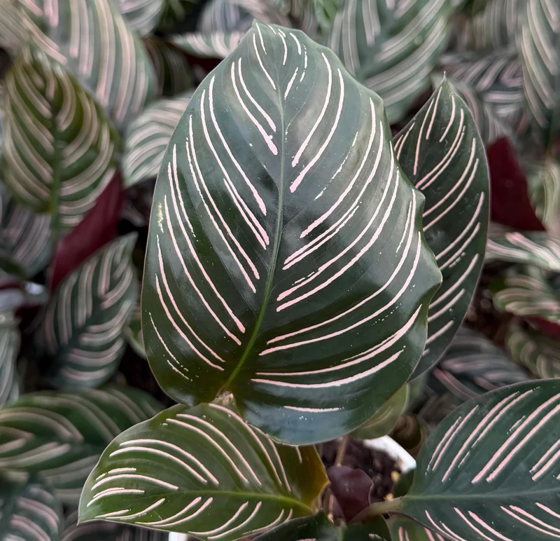 Pinstripe Calathea Ornata Live Plant - 4 Inch Pot, Tropical Indoor Houseplant Pinstripe Calathea Ornata Live Plant - 4 Inch Pot, Tropical Indoor Houseplant - Image 1