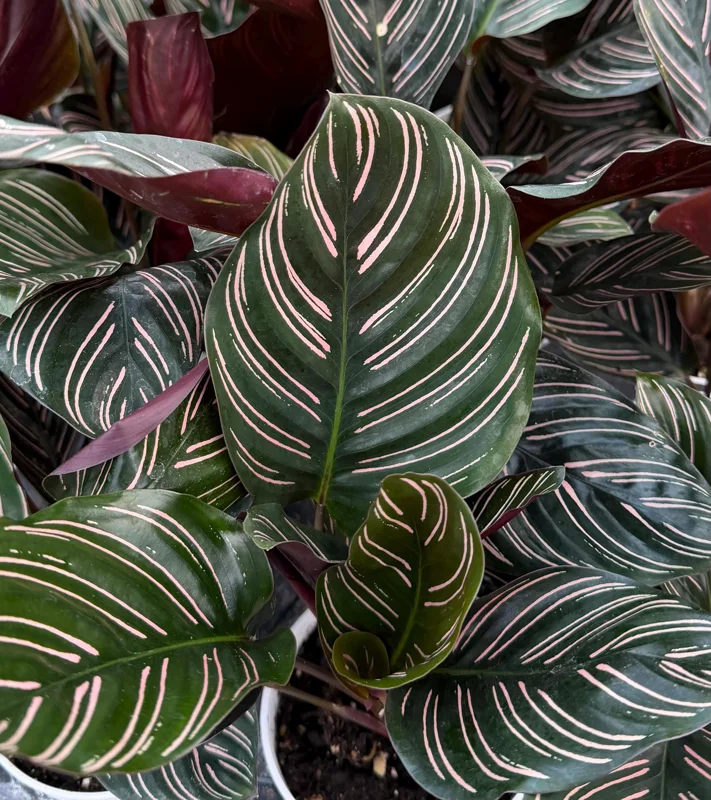 Pinstripe Calathea Ornata Live Plant - 4 Inch Pot, Tropical Indoor Houseplant Pinstripe Calathea Ornata Live Plant - 4 Inch Pot, Tropical Indoor Houseplant - Image 2