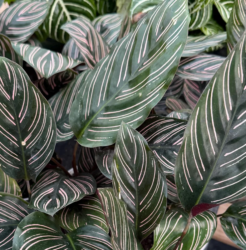 Pinstripe Calathea Ornata Live Plant - 4 Inch Pot, Tropical Indoor Houseplant Pinstripe Calathea Ornata Live Plant - 4 Inch Pot, Tropical Indoor Houseplant - Image 3