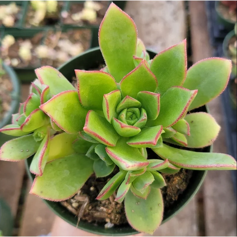 Pinwheel Aeonium Haworthii Live Succulent Plant 2 Inch Pot Indoor Outdoor Pinwheel Aeonium Haworthii Live Succulent Plant 2 Inch Pot Indoor Outdoor - Image 2
