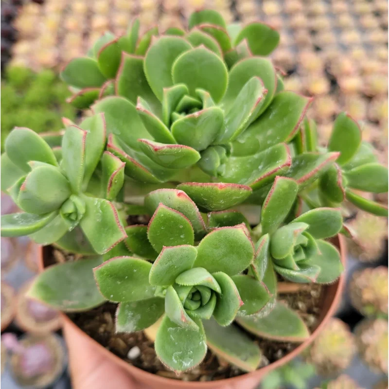 Pinwheel Aeonium Haworthii Live Succulent Plant 2 Inch Pot Indoor Outdoor Pinwheel Aeonium Haworthii Live Succulent Plant 2 Inch Pot Indoor Outdoor - Image 3