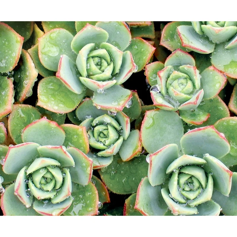 Pinwheel Aeonium Haworthii Live Succulent Plant 2 Inch Pot Indoor Outdoor Pinwheel Aeonium Haworthii Live Succulent Plant 2 Inch Pot Indoor Outdoor - Image 4
